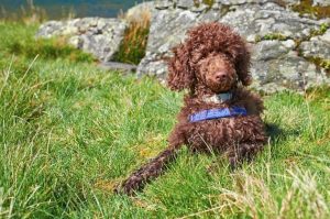 Карликовый пудель