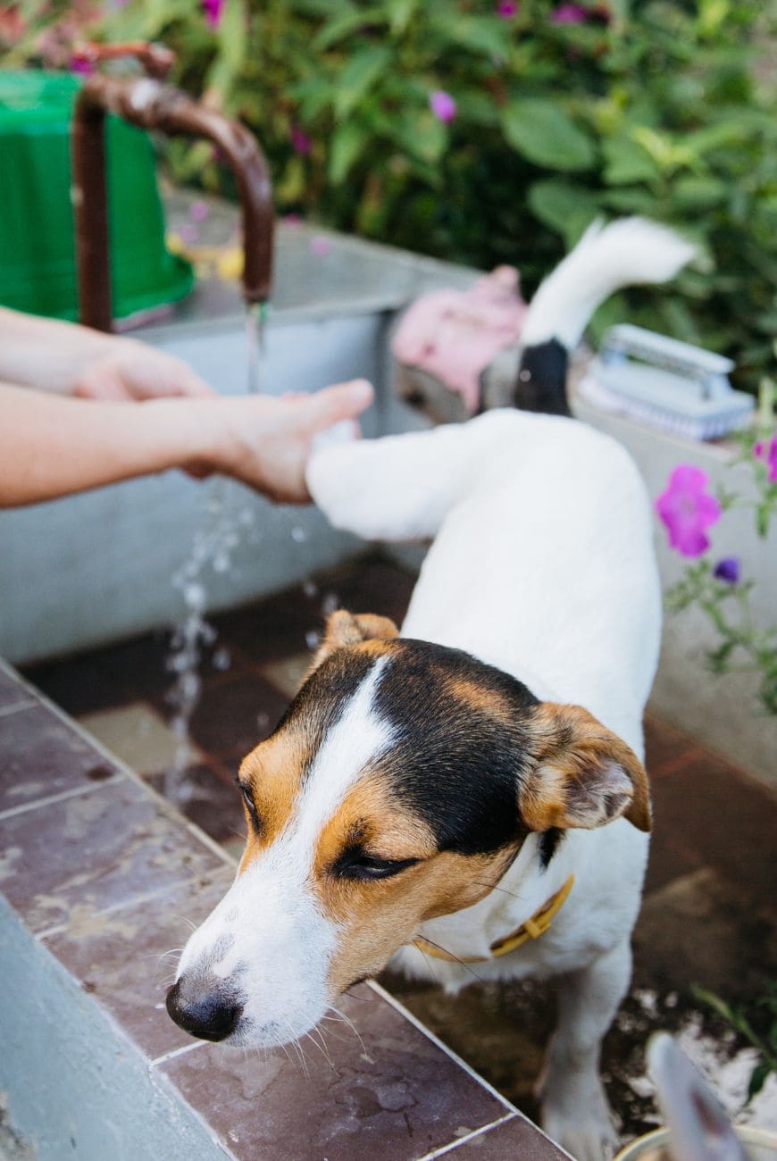 Обмывание лап собаке 