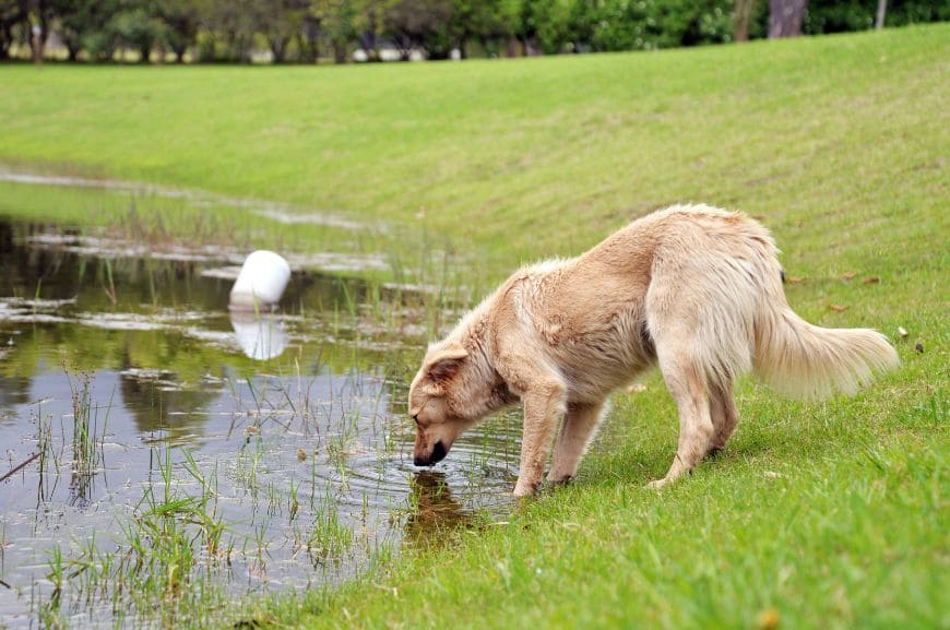 Почему старая собака пьёт много воды