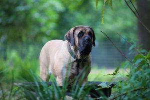 Большая собака породы английский мастиф