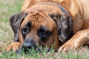 Английский мастиф лежит на траве