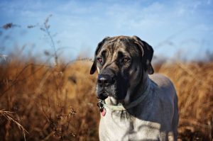Мастиф английский: фото