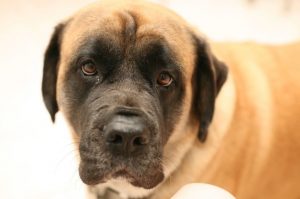 Английский мастиф: фото крупным планом