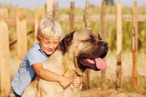 Маленький мальчик обнимает английского мастифа