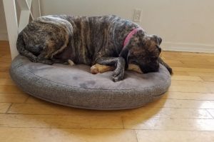 Тигровый английского мастифа лежит в собачьей корзине