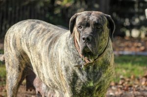 Английский мастиф: окрас тигровый