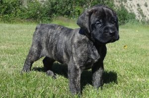 Тигровый щенок английского мастифа