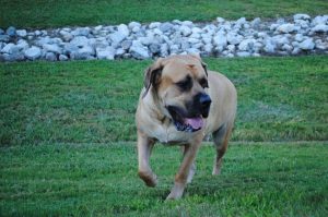 Порода английский мастиф