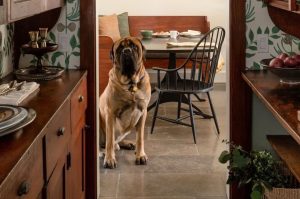 Английский мастиф в доме