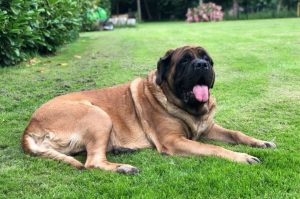 Порода английский дог