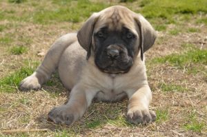 Маленький щенок английского мастифа