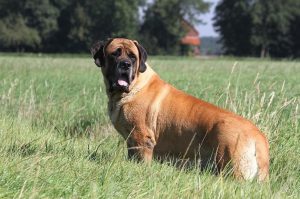 Большой английский мастиф фото