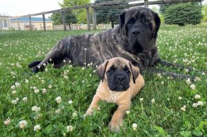 Английский мастиф лежит со щенком на траве