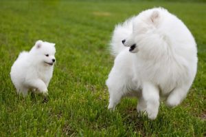 Самоедская собака с маленьким щенком