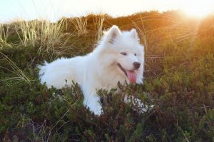 Фото самоеда (лисий тип)