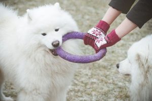 Самоеды играют с хозяйкой