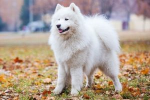 Фото самоедской собаки