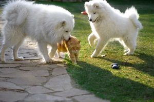 Два самоеда играют с кошкой
