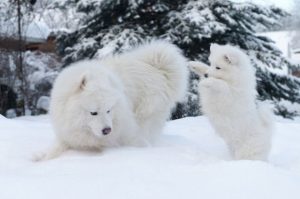 Два самоеда играют в снегу