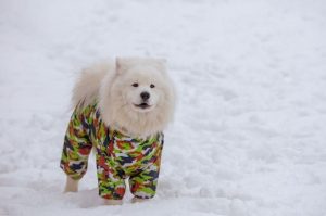 Щенок самоеда в одежде