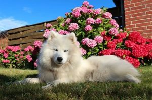 Самоедская собака: фото