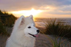 Самоедская собака на фоне заката