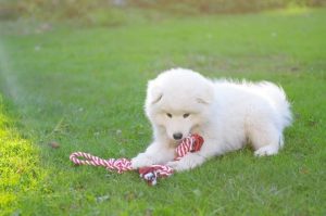 Щенок самоеда