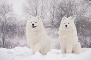 Два самоеда зимнее фото