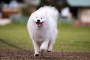 Радостная самоедская собака