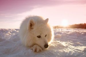 Самоедская собака на снегу