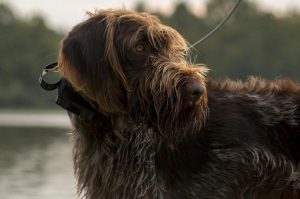 Дратхаар: фото Фото дратхаара