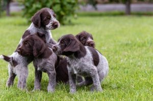 Щенки породы дратхаар Маленькие щенки дратхаара