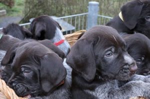 Щенята дратхаара Щенки дратхаара