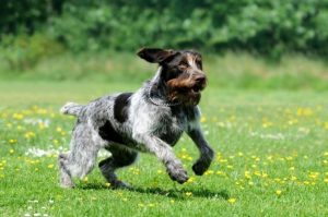 Бегущий дратхаар Бегущая собака дратхаар