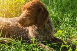 Дратхаар лежит в траве Собака дратхаар лежит в траве