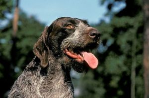 Порода дратхаар Порода немецкий дратхаар