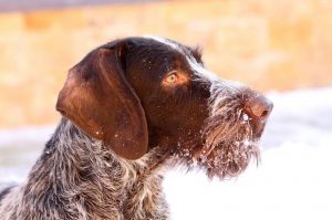 Дратхаар: фото крупным планом Дратхаар крупным планом