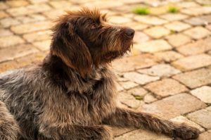 Собака породы дратхаар лежит на мостовой Собака породы дратхаар