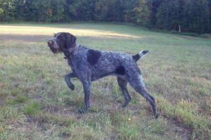 Особенности породы дратхаар Особенности собаки дратхаар