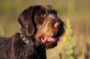Собака дратхаар Собака породы дратхаар