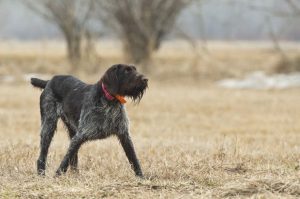 Охотничья собака дратхаар фото Фото охотничьей собаки дратхаар