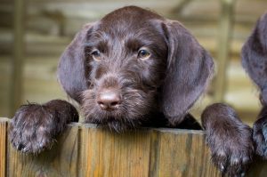 Милый щенок дратхаара Портрет щенка дратхаара