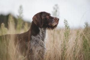 Дратхаар порода собак Германии Охотничья собака дратхаар