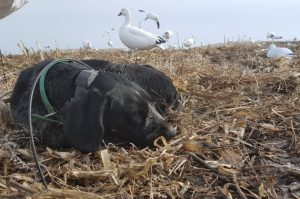 Дратхаар на охоте Дратхаар как охотник