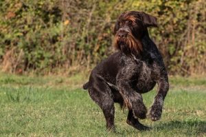 Красивый дратхаар Фото красивой собаки породы дратхаар