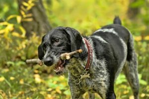 Дратхаар с палкой в пасти Дратхаар держит палку в пасти