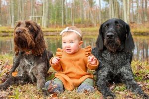 Собаки дратхаар с ребенком Собаки породы дратхаар с ребенком