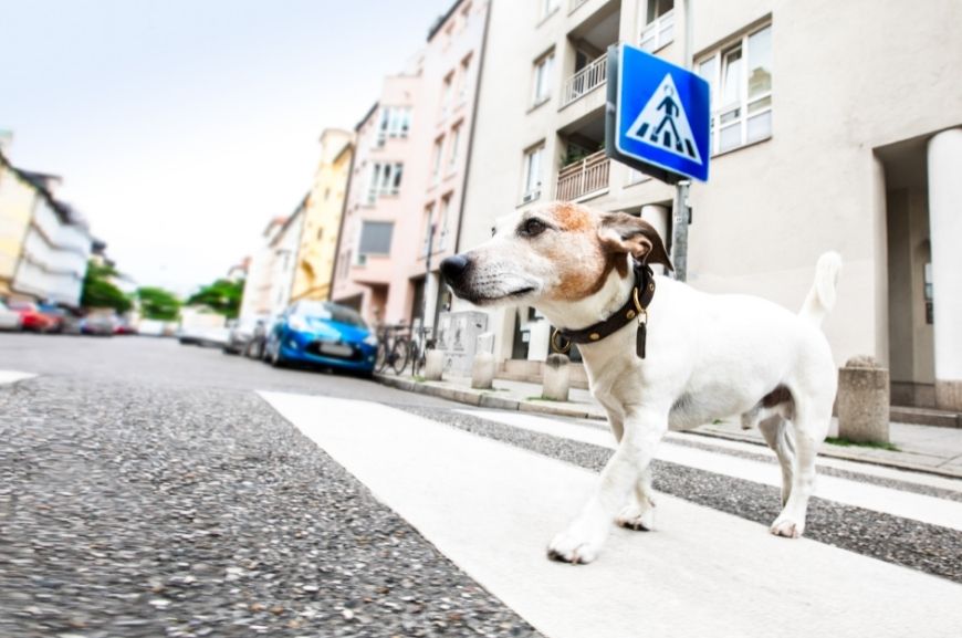 Собака на оживленной улице 