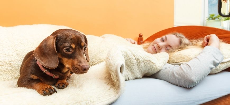 Можно ли спать с собакой в одной постели?