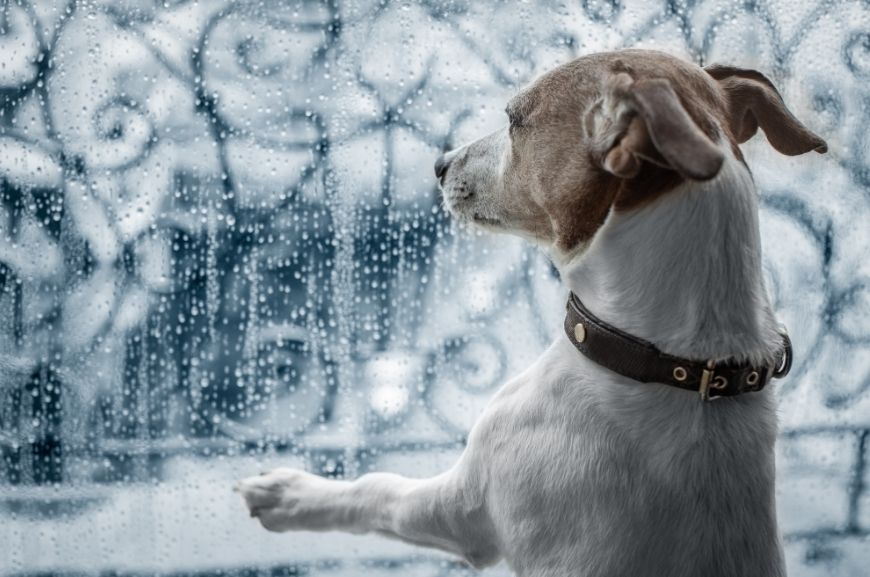 Собака смотрит на дождь за окном 